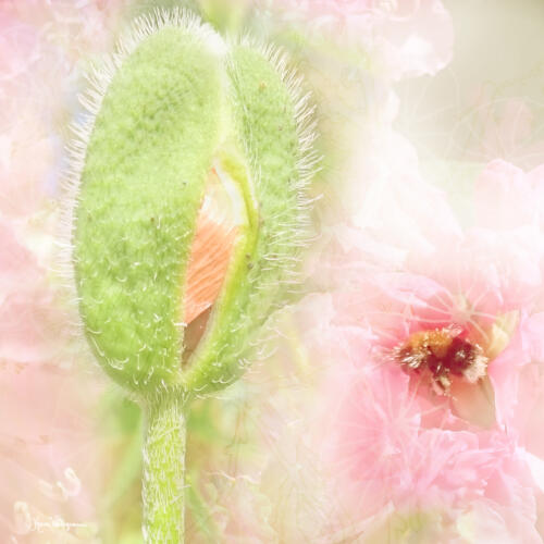Garden Of Life    