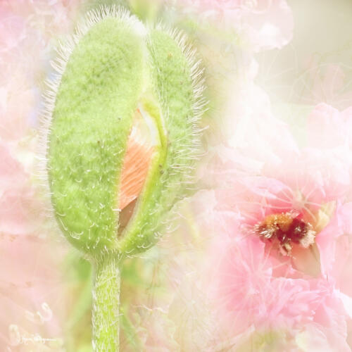 Garden of life
