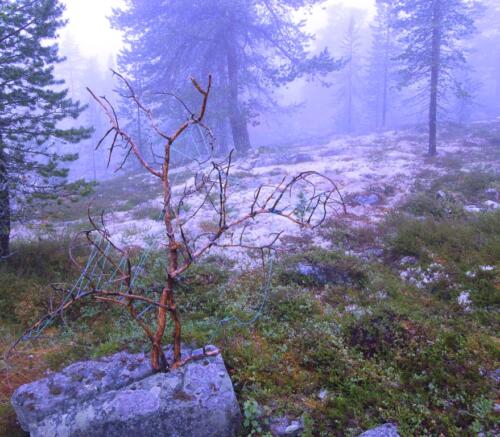 Textile Forest Installation 1  