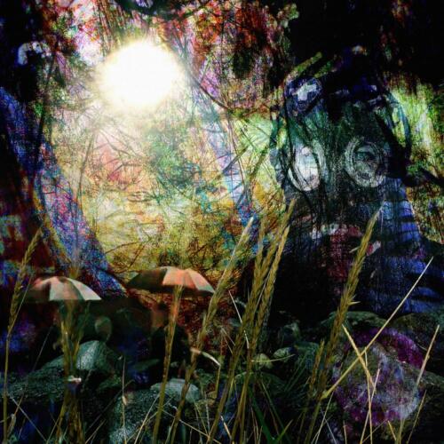 Forest Enlightenment   