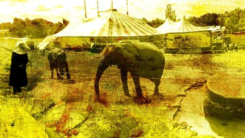 Circus          